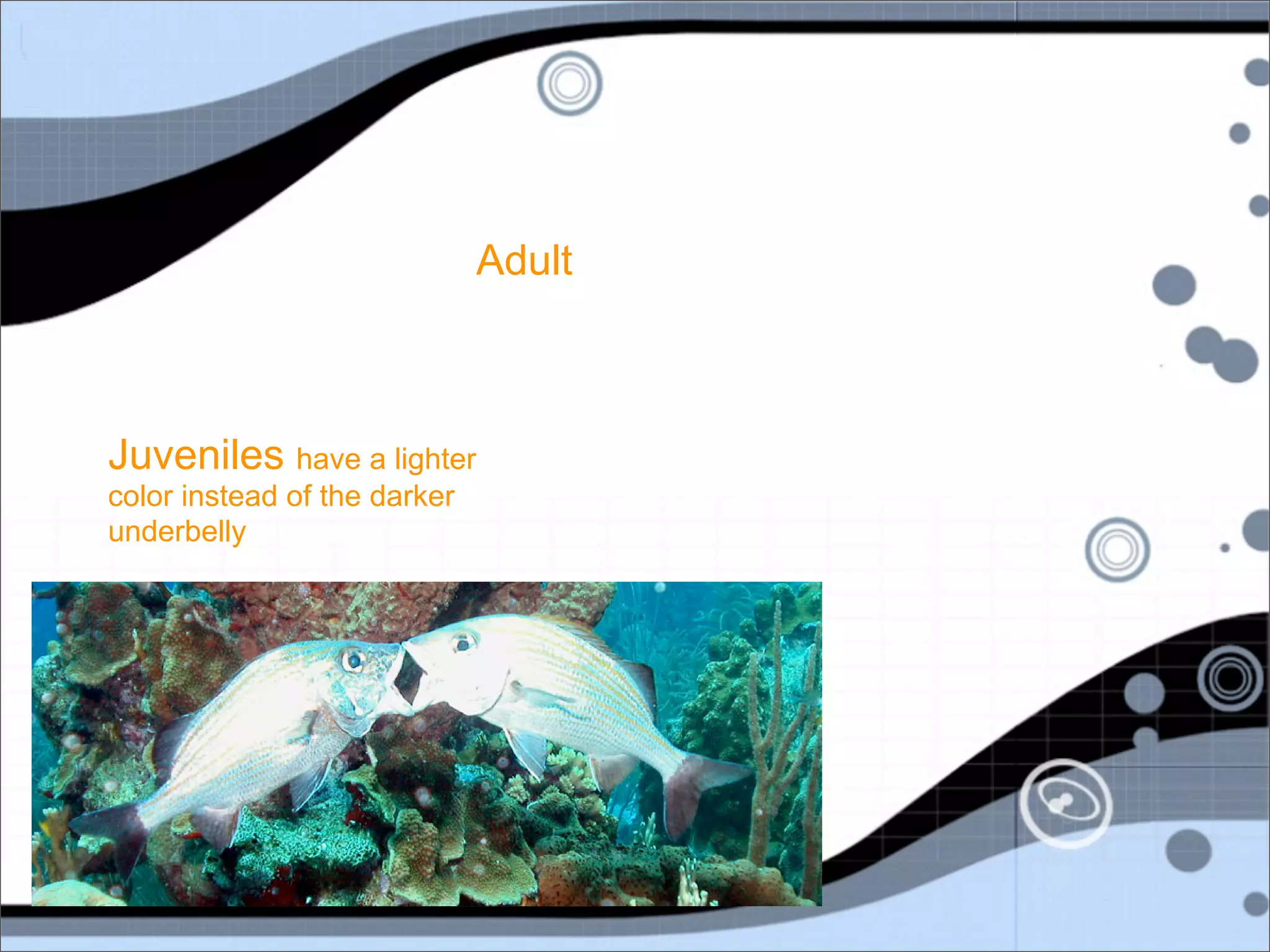 Adult



Juveniles have a lighter
color instead of the darker
underbelly
 