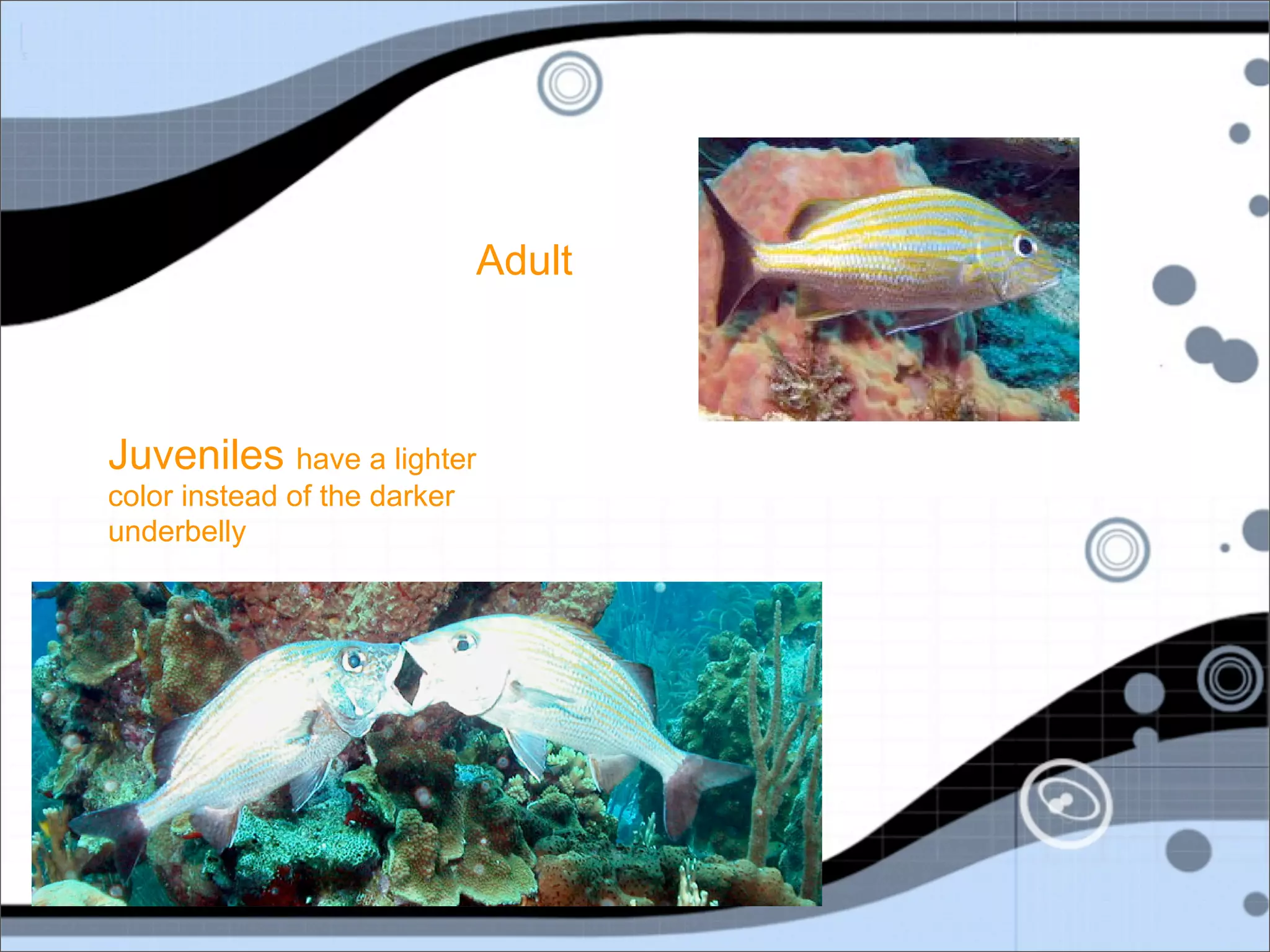 Adult



Juveniles have a lighter
color instead of the darker
underbelly
 