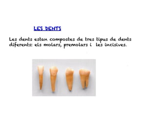 LES DENTS

Les dents estan compostes de tres tipus de dents
diferents: els molars, premolars i les incisives.
 