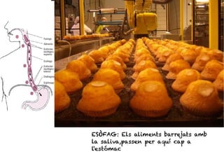 ESÒFAG: Els aliments barrejats amb
la saliva,passen per aquí cap a
l'estómac
 