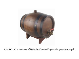 RECTE : Els residus sòlids de l' intestí gros és guarden aquí .
 