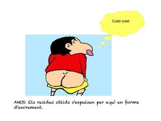 ANUS: Els residus sòlids s'expulsen per aquí en forma
d'excrement.
 