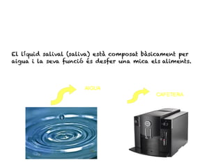 El líquid salival (saliva) està composat bàsicament per
aigua i la seva funció és desfer una mica els aliments.



                      AIGUA
                                            CAFETERA
 