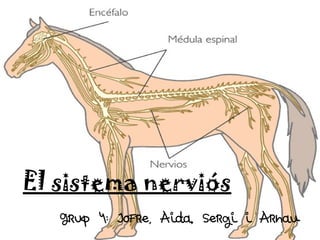 El sistema nerviós
  El sistema nerviós
   Grup 4: Jofre, Aida, Sergi i Arnau
 