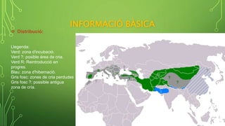 INFORMACIÓ BÀSICA
 Distribució:
Llegenda:
Verd: zona d'incubació.
Verd ?: posible área de cria.
Verd R: Reintroducció en
progres.
Blau: zona d'hibernació.
Gris fosc: zones de cria perdudes
Gris fosc ?: possible antigua
zona de cría.
 