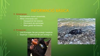 INFORMACIÓ BÀSICA
 Amenaces:
o Normalment moren enverinats.
o Altres amenaces són:
• Desaparició de boscos
• Eliminació de carronyes
• Mala gestió de boscos.
 Protecció:
o Unió Europea: llei per protegir l’espècie
o Espanya i Catalunya llei per protegir-lo
 
