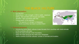 THE BLACK VULTURE
 Main information:
o Is a big bird.
o Dimensions: 1,20 m length x 2,95 m width, máximum
o Eating: died animals and mouses and rabits.
o Situation: high mountains with tres
o Conservation of the species:
o This specie is in danger to disappear.
o Some countries has laws to protect them
 Defense proposal:
o Introducing some Black vultures (male+female) from countries with most animals
to the countries with less.
o Keep the died animals in the mountains.
o Keep the trees because the nests don’t disappear.
o Have a control of all the vultures: number of animals and location.
 