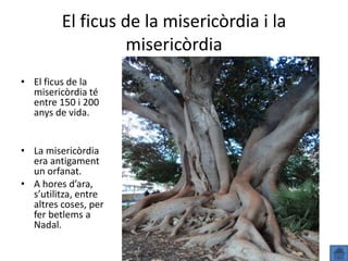 El ficus de la misericòrdia i la
                  misericòrdia
• El ficus de la
  misericòrdia té
  entre 150 i 200
  anys de vida.


• La misericòrdia
  era antigament
  un orfanat.
• A hores d’ara,
  s’utilitza, entre
  altres coses, per
  fer betlems a
  Nadal.
 