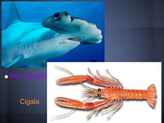 Peix martell Cigala 