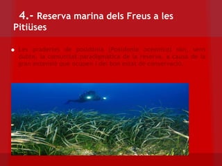 4.-  Reserva marina dels Freus a les Pitiüses Les praderies de posidònia ( Posidonia oceanica)  són, sens dubte, la comunitat paradigmàtica de la reserva, a causa de la gran extensió que ocupen i del bon estat de conservació. 