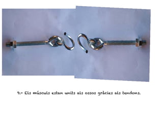9.- Els músculs estan units als ossos gràcies als tendons.
 