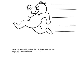 10.- La musculatura és la part activa de
l'aparell locomotor.
 