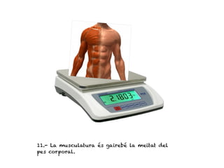 11.- La musculatura és gairebé la meitat del
pes corporal.
 