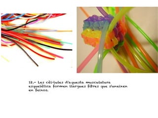 12.- Les cèl·lules d'aquesta musculatura
esquelètica formen llargues fibres que s'uneixen
en feixos.
 