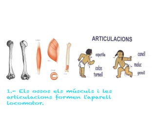 1.- Els ossos els músculs i les
articulacions formen l'aparell
locomotor.
 