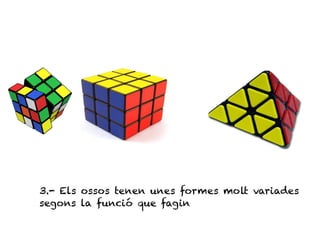 3.- Els ossos tenen unes formes molt variades
segons la funció que fagin
 