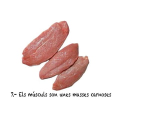 7.- Els músculs son unes masses carnoses
 
