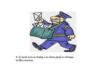8.- El cervell envia un missatge a un múscul perquè es contraguin
les fibres musculars.
 