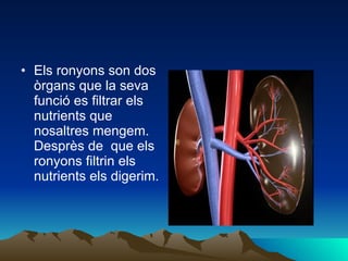 Els ronyons son dos òrgans que la seva funció es filtrar els nutrients que nosaltres mengem. Desprès de  que els ronyons filtrin els nutrients els digerim. 