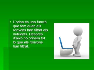 L’orina és una funció que fem quan els ronyons han filtrat els nutrients. Desprès d’això ho orinem tot lo que els ronyons han filtrat.  