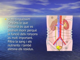 Si no tinguéssim ronyons lo que passaria és que es podrien morir perquè la funció dels ronyons es molt important. Filtra la sang i els  nutrients i també elimina els residus. 