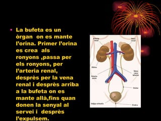 La bufeta es un òrgan  on es mante l’orina. Primer l’orina  es crea  als ronyons ,passa per els ronyons, per l’arteria renal, desprès per la vena renal i desprès arriba a la bufeta on es mante allà,fins quan donen la senyal al servei i  desprès l’expulsem. 