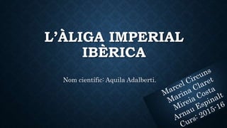 L’ÀLIGA IMPERIAL
IBÈRICA
Nom científic: Aquila Adalberti.
 