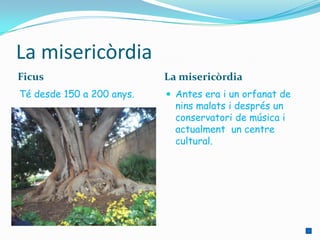 La misericòrdia
Ficus                      La misericòrdia
Té desde 150 a 200 anys.    Antes era i un orfanat de
                             nins malats i després un
                             conservatori de música i
                             actualment un centre
                             cultural.
 