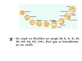 8   Un zigot es divideix en grups de 2, 4, 8, 20,
    30, 40, 60, 80, 100... fins que es transforma
    en un nadó.
 