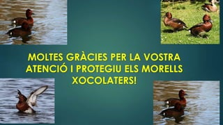 MOLTES GRÀCIES PER LA VOSTRA
ATENCIÓ I PROTEGIU ELS MORELLS
XOCOLATERS!
 