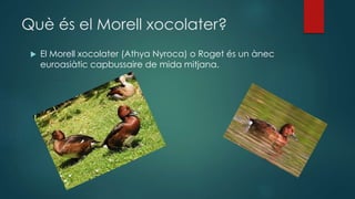 Què és el Morell xocolater?
 El Morell xocolater (Athya Nyroca) o Roget és un ànec
euroasiàtic capbussaire de mida mitjana.
 