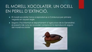 EL MORELL XOCOLATER, UN OCELL
EN PERILL D’EXTINCIÓ.
 El morell xocolater torna a reproduir-se a Catalunya per primera
vegada en aquest segle.
 Segons s’ha informat el departament d’agricutura de la Generaltat,
el passat 4 de Juny es va poder comprovar la reproducció segura
del morell xocolater.
 