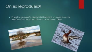 On es reprodueix?
 El seu lloc de cria són aiguamolls i llacs amb un metre o més de
fondària. Cria al sud i est d'Europa i el sud i oest d'Àsia.
 