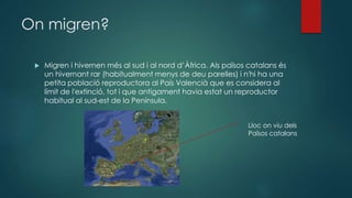 On migren?
 Migren i hivernen més al sud i al nord d’Àfrica. Als països catalans és
un hivernant rar (habitualment menys de deu parelles) i n'hi ha una
petita població reproductora al País Valencià que es considera al
límit de l'extinció, tot i que antigament havia estat un reproductor
habitual al sud-est de la Península.
Lloc on viu dels
Països catalans
 