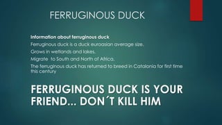 FERRUGINOUS DUCK
Information about ferruginous duck
Ferruginous duck is a duck euroasian average size.
Grows in wetlands and lakes.
Migrate to South and North of Africa.
The ferruginous duck has returned to breed in Catalonia for first time
this century
FERRUGINOUS DUCK IS YOUR
FRIEND... DON´T KILL HIM
 