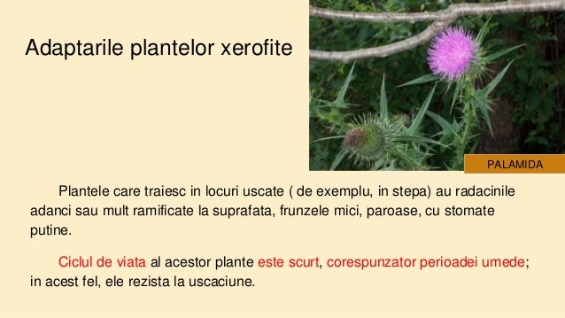 Grupa 1 Organismele Xerofile Grupa 1