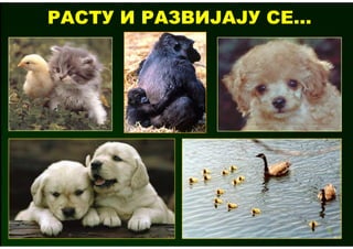 РАСТУ И РАЗВИЈАЈУ СЕ...
 