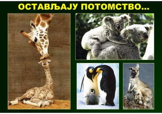 ОСТАВЉАЈУ ПОТОМСТВО...
 