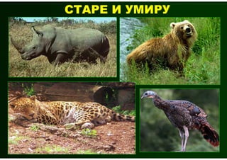 СТАРЕ И УМИРУ
 