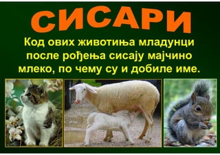 Код ових животиња младунци
 после рођења сисају мајчино
млеко, по чему су и добиле име.
 