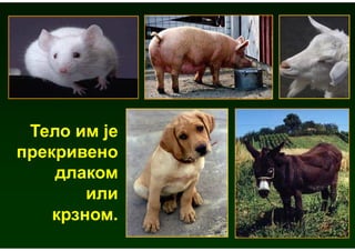 Тело им је
прекривено
    длаком
        или
    крзном.
 