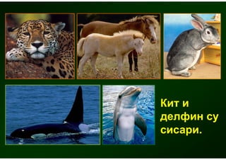 Кит и
делфин су
сисари.
 