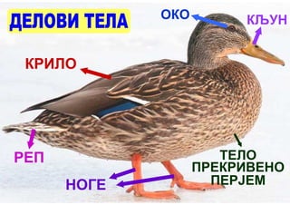 ОКО        КЉУН


 КРИЛО




РЕП                   ТЕЛО
                   ПРЕКРИВЕНО
      НОГЕ           ПЕРЈЕМ
 