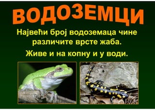 Највећи број водоземаца чине
    различите врсте жаба.
  Живе и на копну и у води.
 