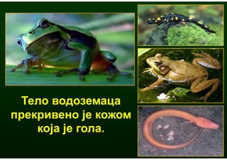 Тело водоземаца
прекривено је кожом
    која је гола.
 