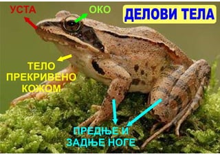 УСТА         ОКО




   ТЕЛО
ПРЕКРИВЕНО
  КОЖОМ



         ПРЕДЊЕ И
        ЗАДЊЕ НОГЕ
 