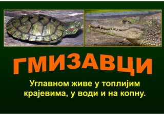 Углавном живе у топлијим
крајевима, у води и на копну.
 