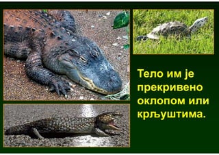 Тело им је
прекривено
оклопом или
крљуштима.
 