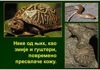 Неке од њих, као
змије и гуштери,
      повремено
 пресвлаче кожу.
 