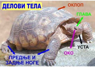 ОКЛОП

                   ГЛАВА




                   УСТА
             ОКО
 ПРЕДЊЕ И
ЗАДЊЕ НОГЕ
 